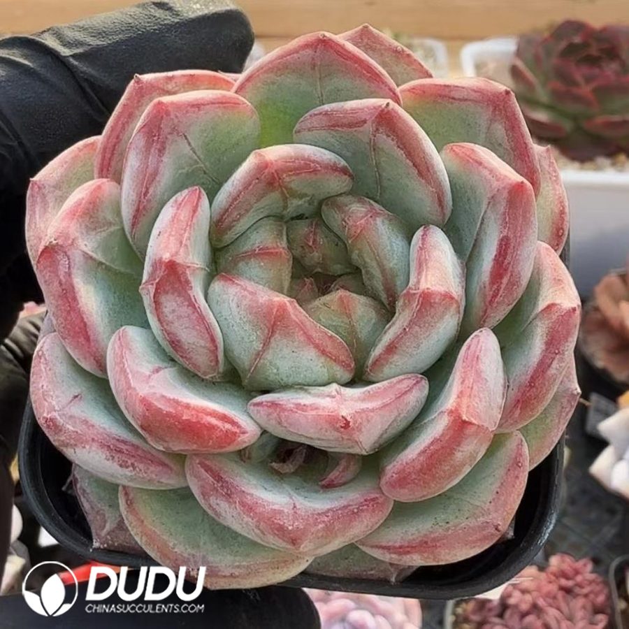 10341D60.jpg Echeveria Longing - Image 1