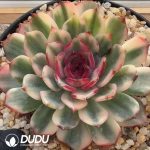 Echeveria Blueenchantres Variegated