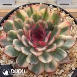 Echeveria Blueenchantres Variegated - Image 2