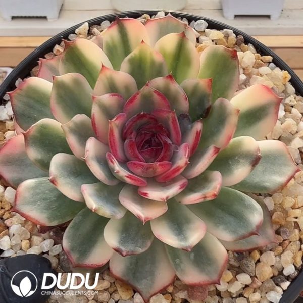 Echeveria Blueenchantres Variegated - Image 2