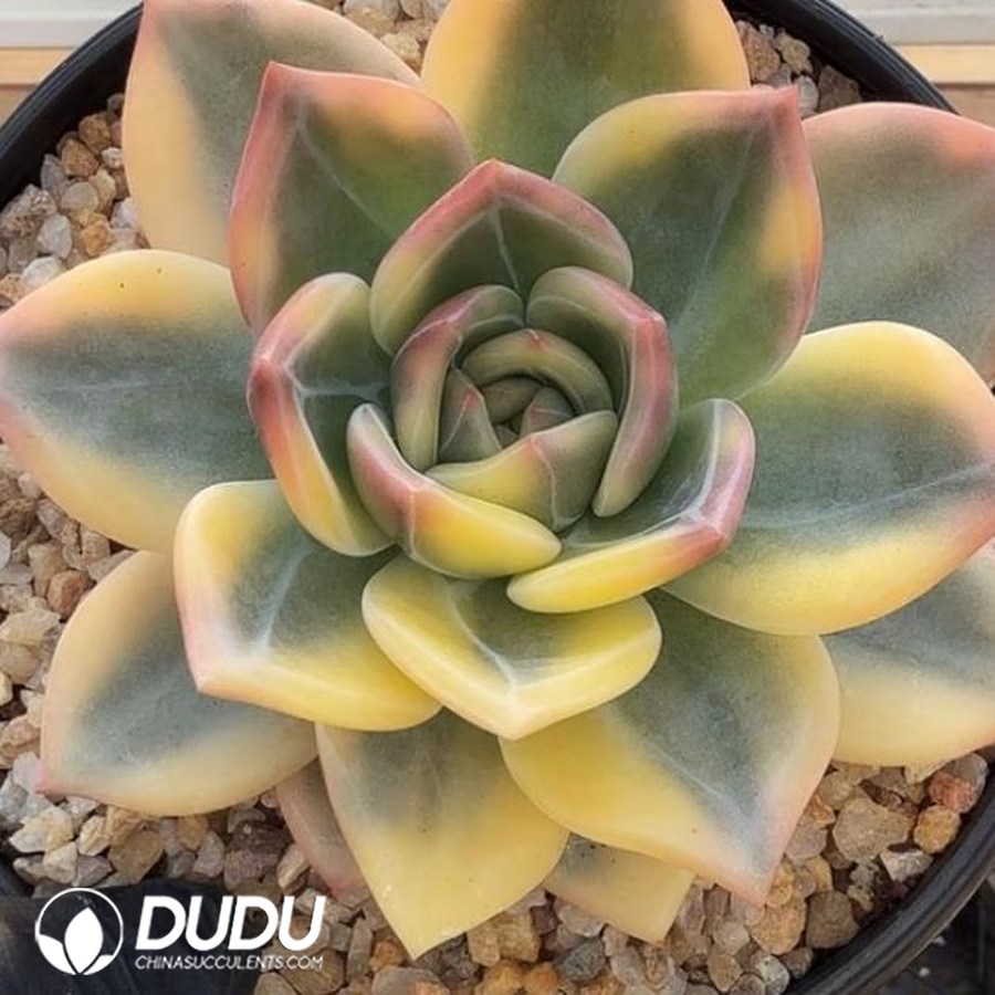 10343D110.jpg Echeveria Elizabeth Variegated - Image 1