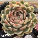 Echeveria Black Rose Variegated