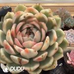 Echeveria Black Rose Variegated - Image 2