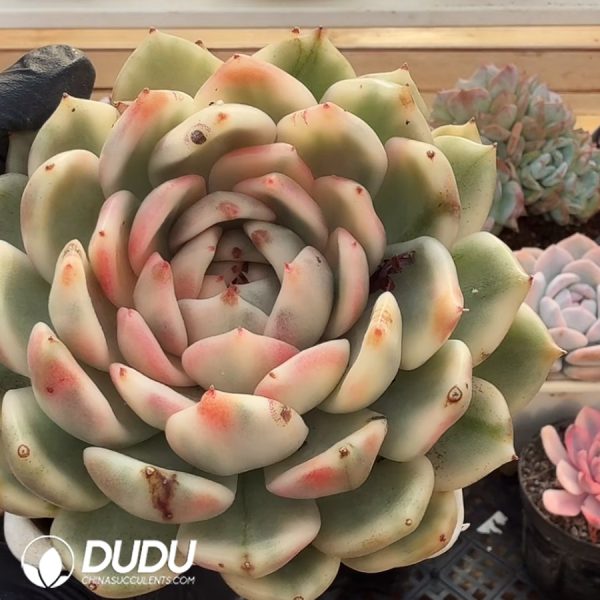Echeveria Black Rose Variegated - Image 2