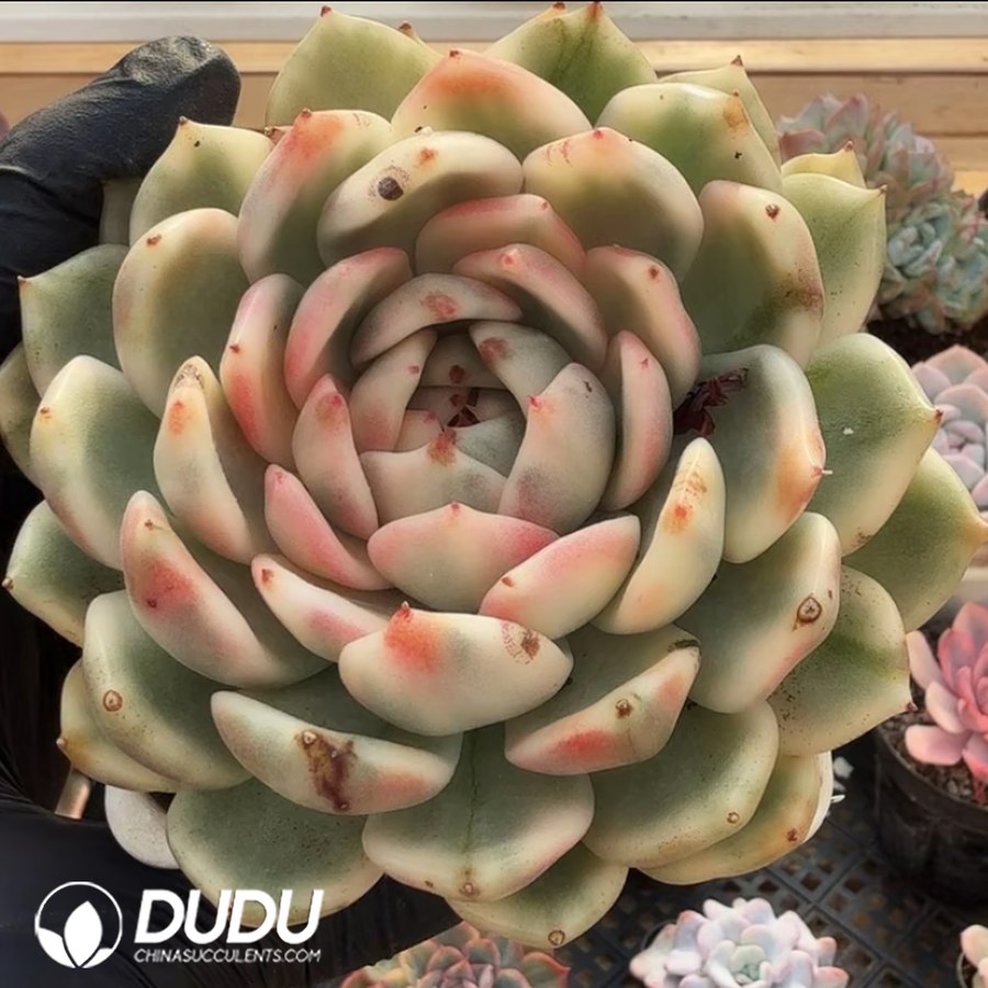 10344D110.jpg Echeveria Black Rose Variegated - Image 1