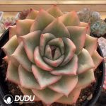 Echeveria Rose Jade
