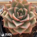 Echeveria Rose Jade - Image 2