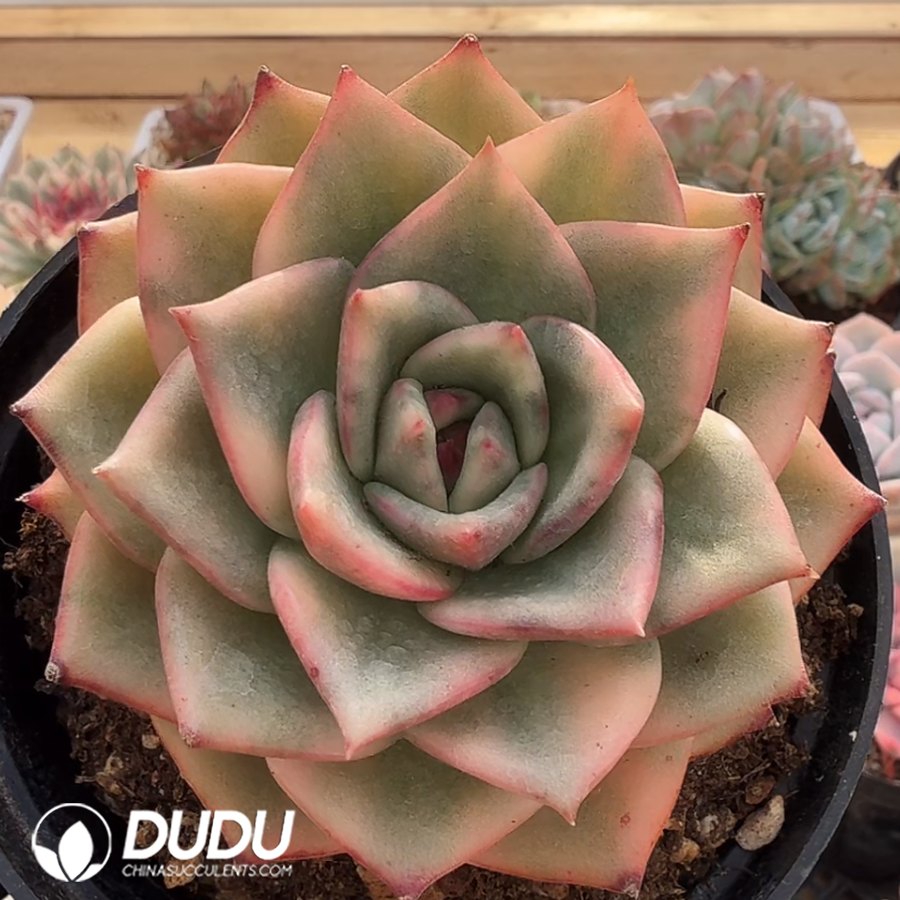 10345D80.jpg Echeveria Rose Jade - Image 1