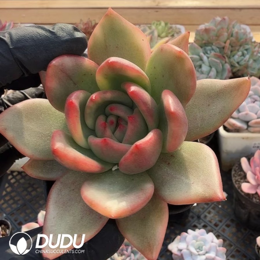 10346D70.jpg Echeveria Frank Variegated - Image 1