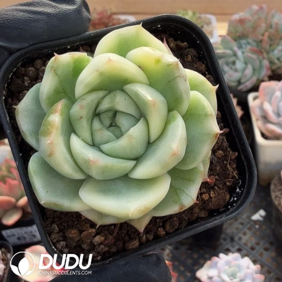 10347D70.jpg Echeveria Youth Cake Variegated - Image 1