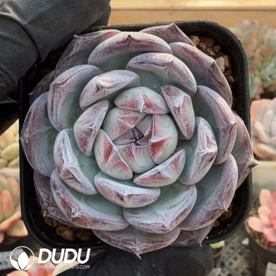 10349D70.jpg Echeveria Black Card - Image 1