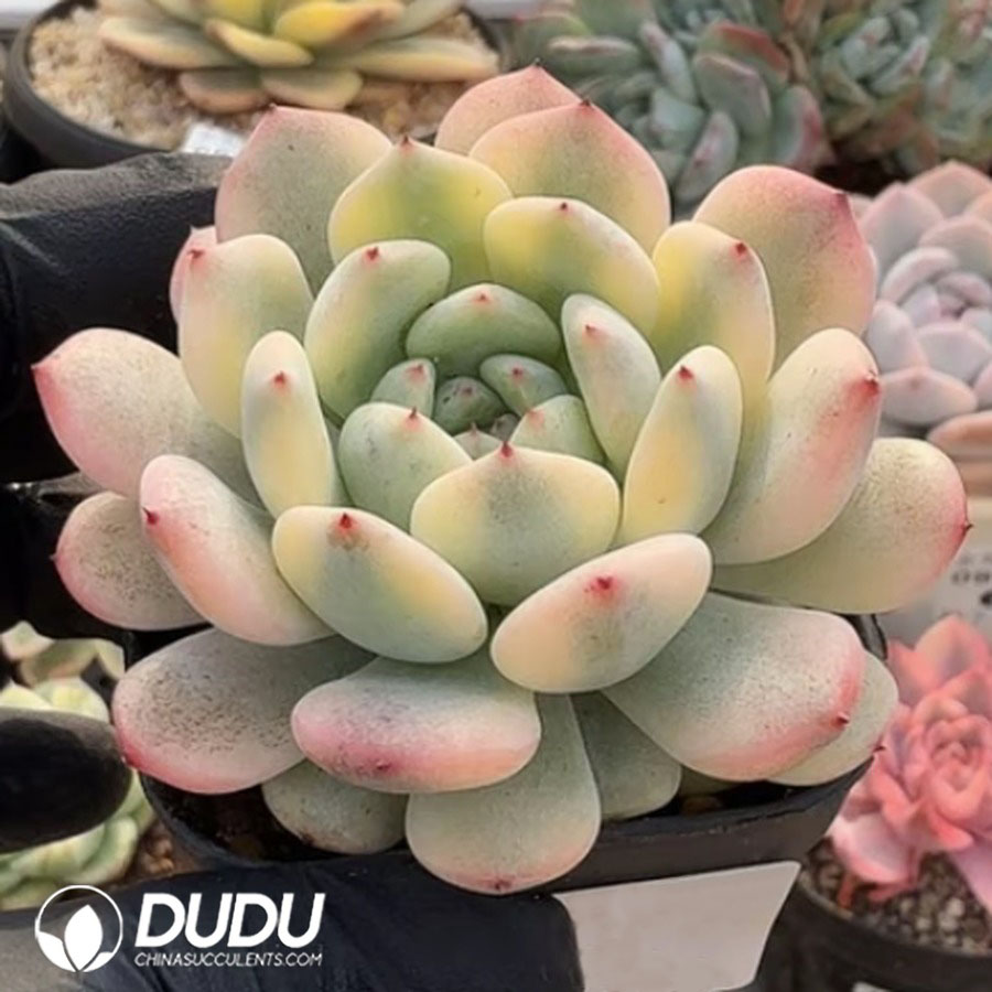 10350D70.jpg Echeveria Viyant Variegated - Image 1