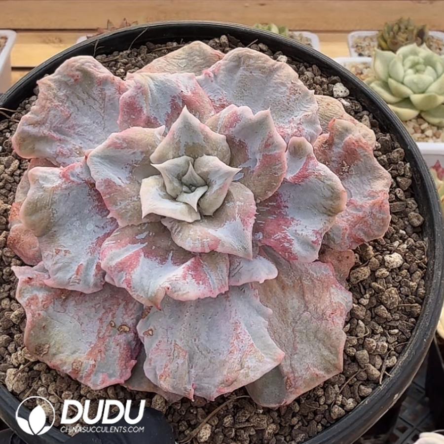 10351D110.jpg Echeveria Scarlet Witch - Image 1