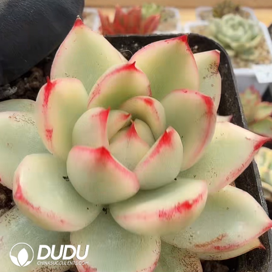 10352D70.jpg Echeveria Ebony Variegated Single Head - Image 1