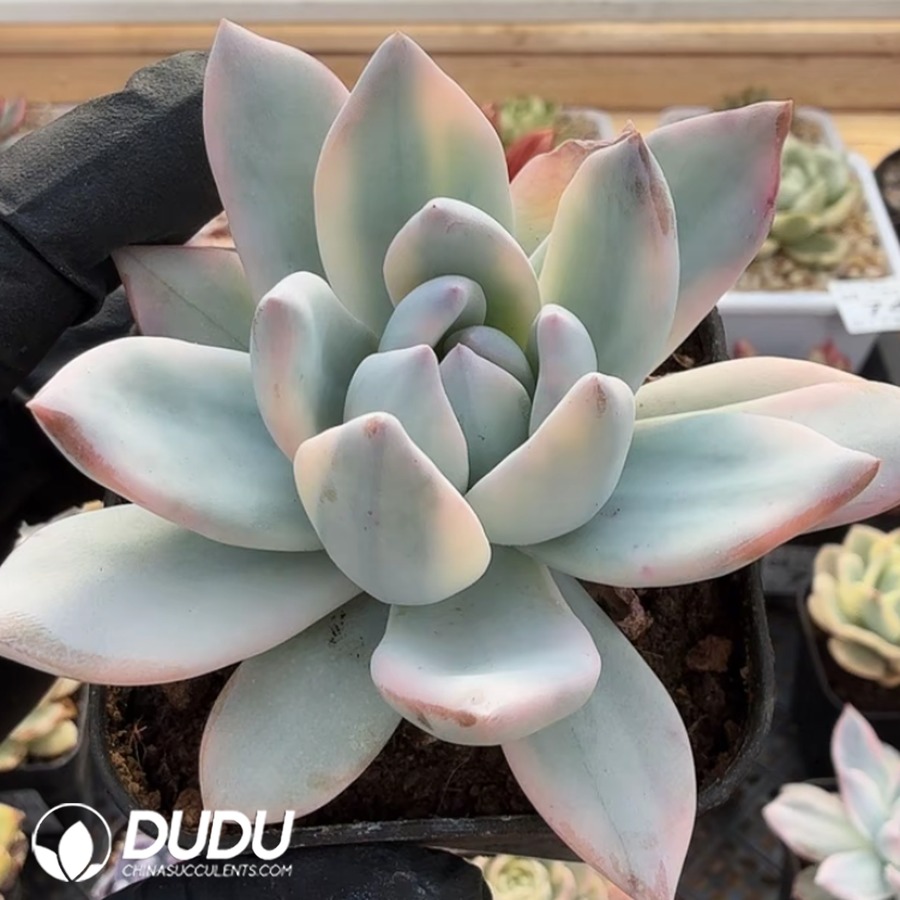10353D70.jpg Echeveria Yuewang Variegated Single Head - Image 1