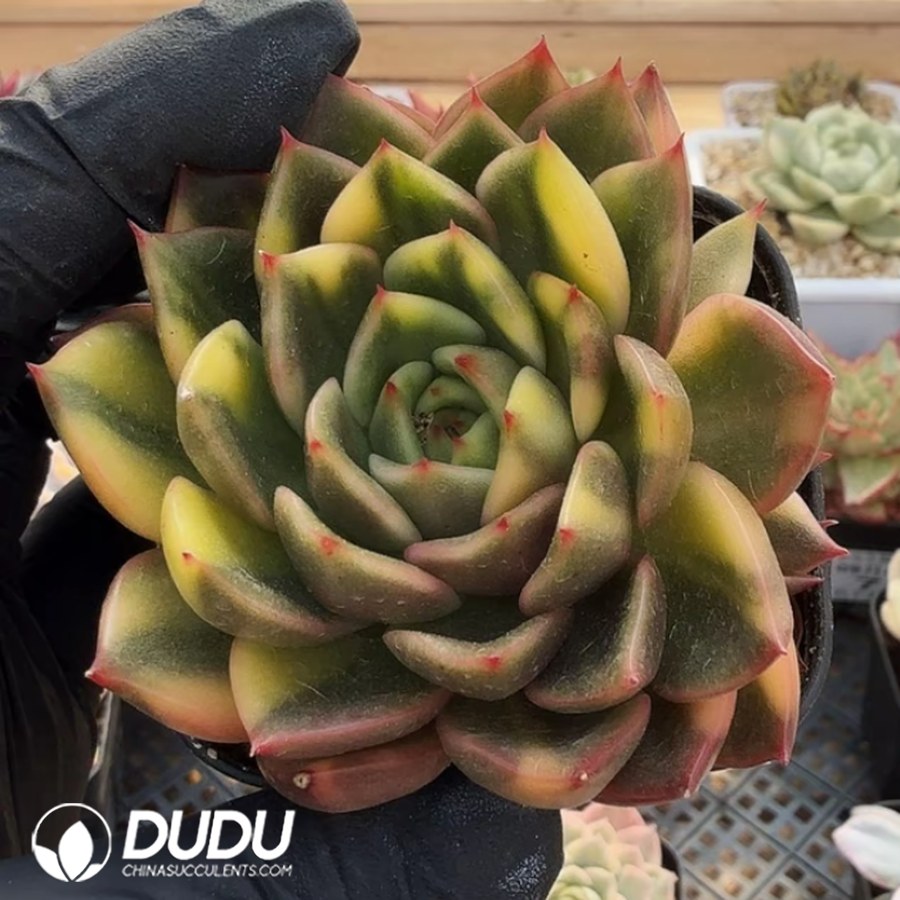 10354D70.jpg Echeveria Akasya Variegated - Image 1