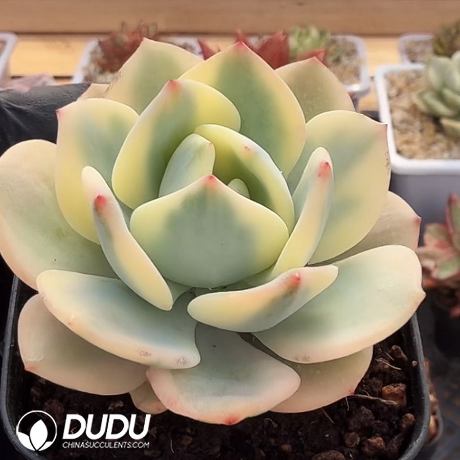 10355D70.jpg Echeveria White Moonlight Variegated Single Head - Image 1