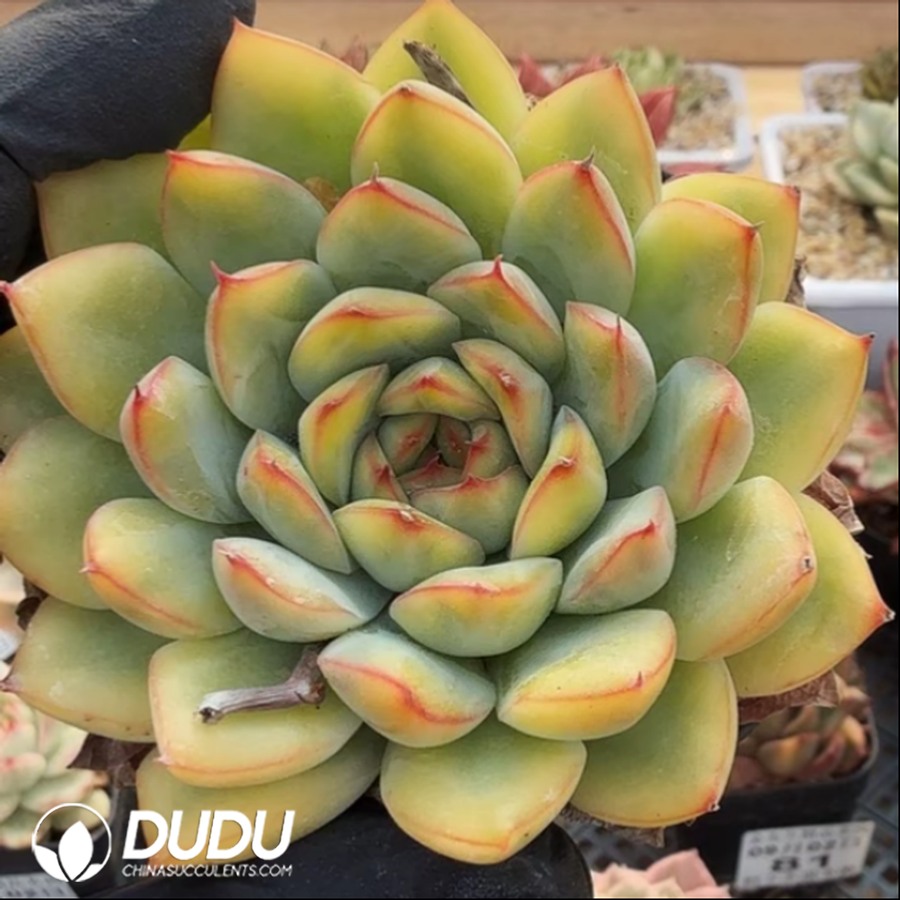 10356D70.jpg Echeveria Lotus Yellow Variegated - Image 1