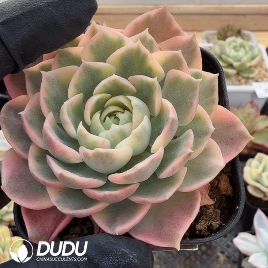 10357D70.jpg Echeveia Desert Rose Variegated - Image 1