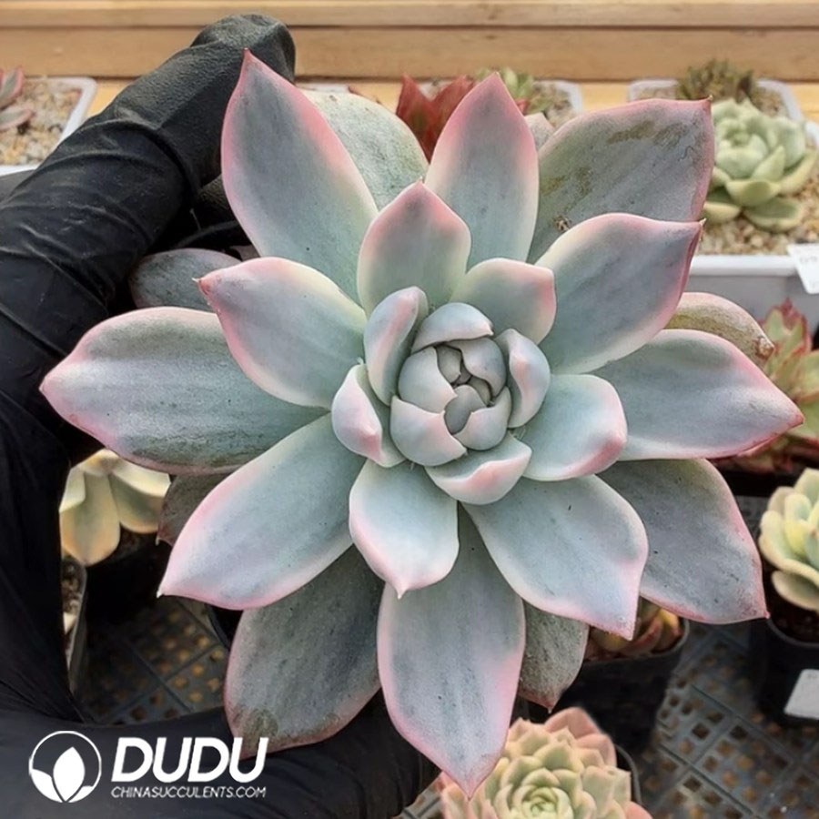 10358D80.jpg Echeveria Blue Bird Variegated Single Head - Image 1