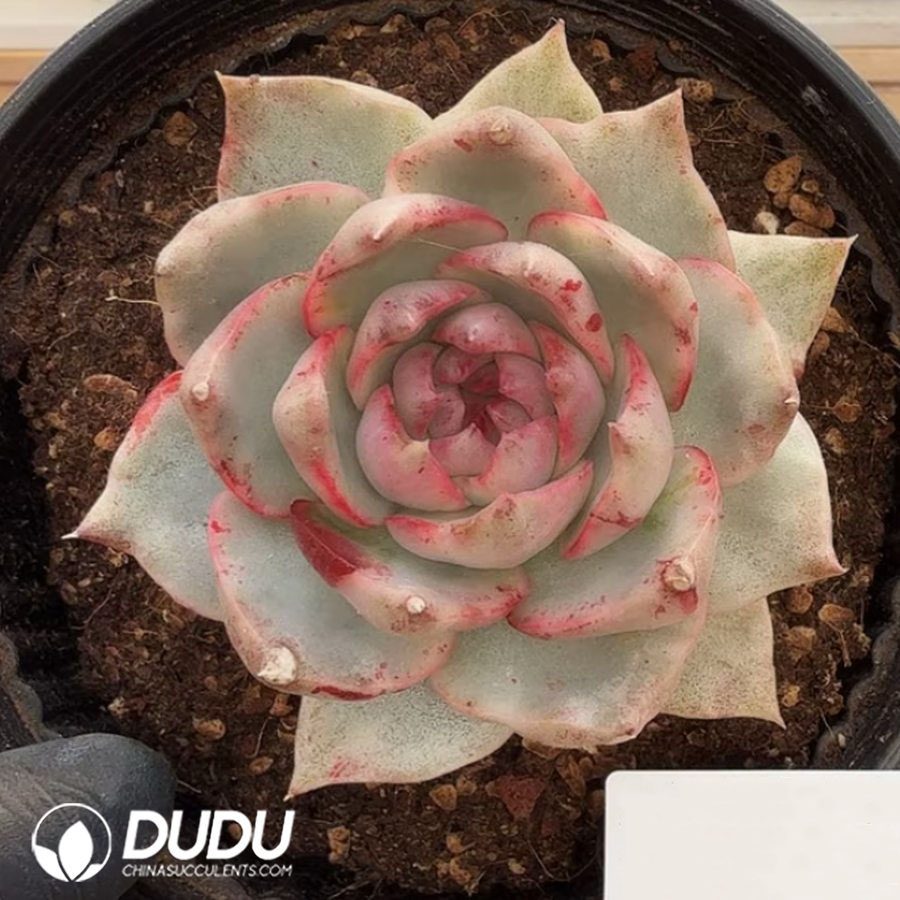 10359D90.jpg Echeveria Black Rose Pomegranate Variegated - Image 1