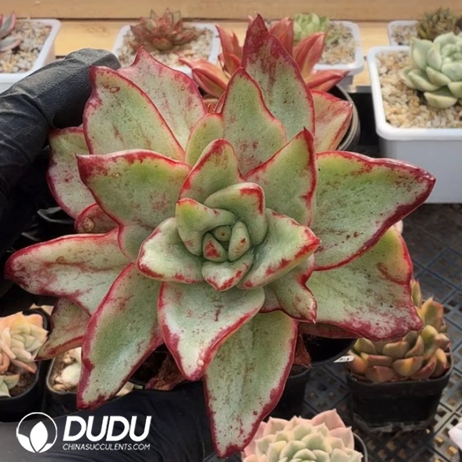 10360D80.jpg Echeveria God Gift - Image 1