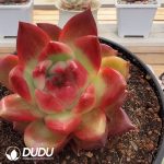 Echeveira Rose Gem