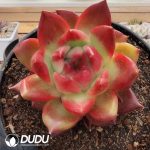 Echeveira Rose Gem - Image 2
