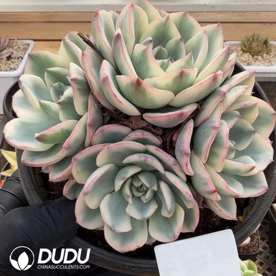 10362D120.jpg Echeveria Atlantis Variegated clustering - Image 1