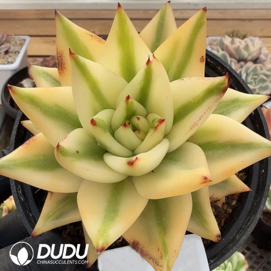 10363D120.jpg Echeveria Mexican Maria Variegated - Image 1