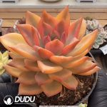 Echeveria Qiumeila Variegated Single Head - Image 2