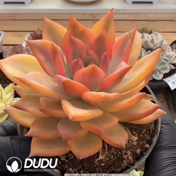 Echeveria Qiumeila Variegated Single Head - Image 2