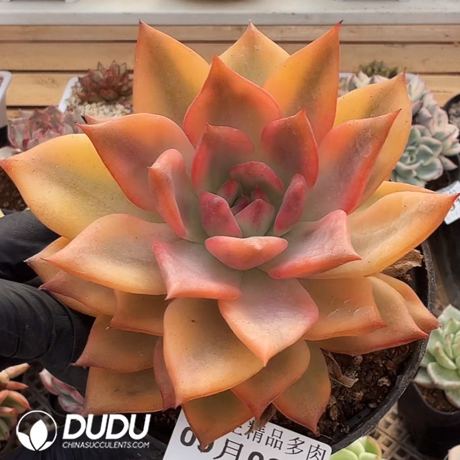 10364D110.jpg Echeveria Qiumeila Variegated Single Head - Image 1