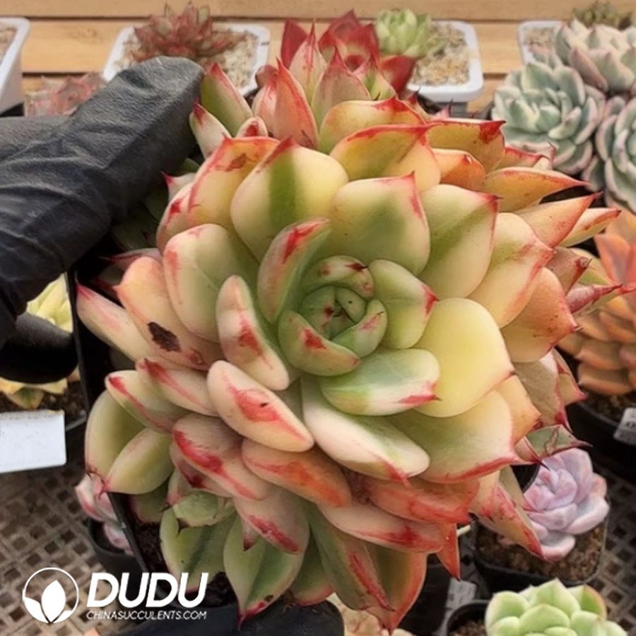 10365D80.jpg Echeveria Flamenco Variegated Clustering - Image 1