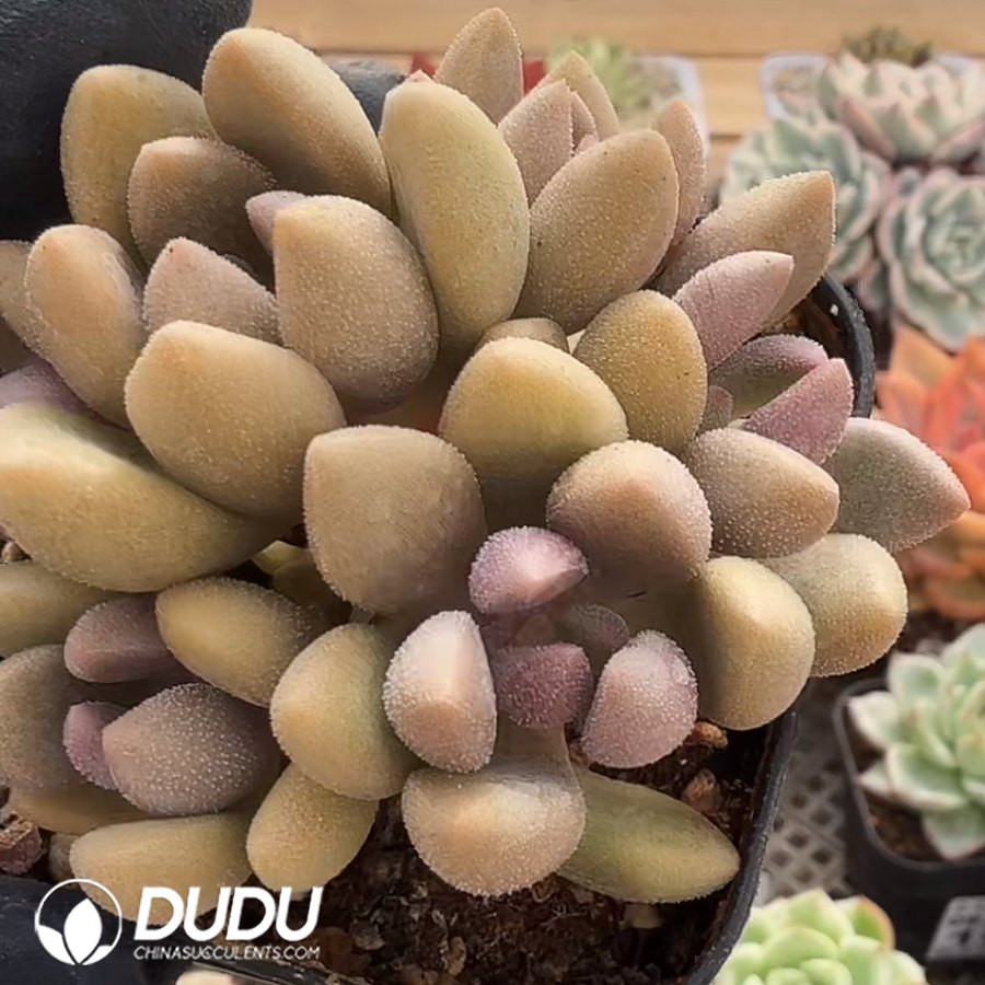 10366D80.jpg Pachyphytum 'Kiwi' Variegated - Image 1