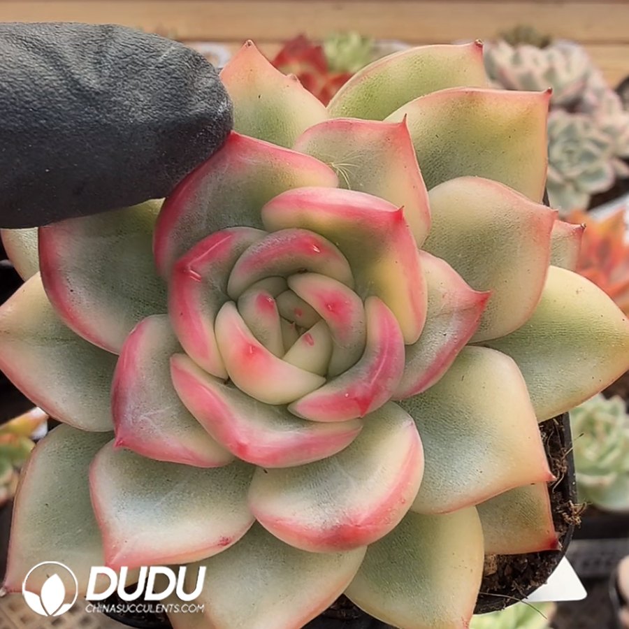 10367D80.jpg Echeveria agavoides 'Floriana' - Image 1