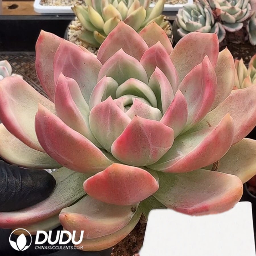 10368D90.jpg Echeveria 'Champagne' Variegated - Image 1