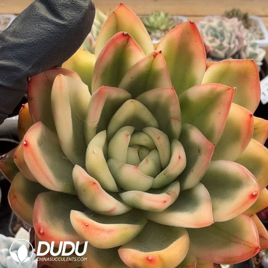 10369D90.jpg Echeveria Jenny Variegated single head - Image 1