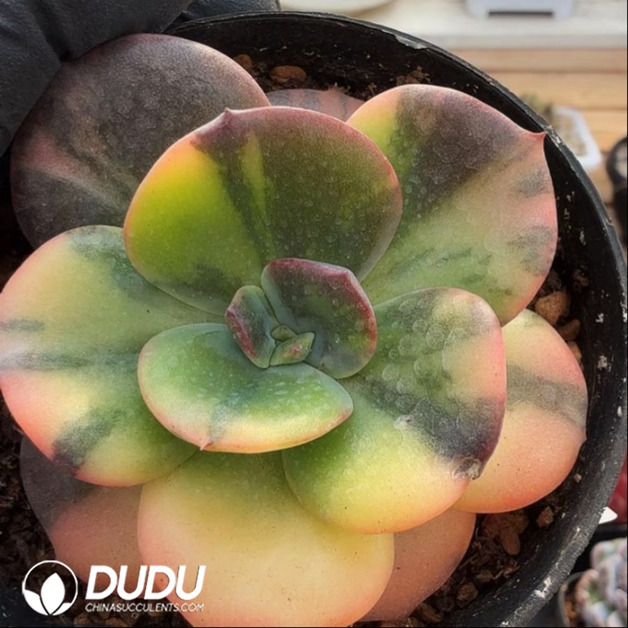 10370D70.jpg Echeveria 'Flamenco' Variegated - Image 1