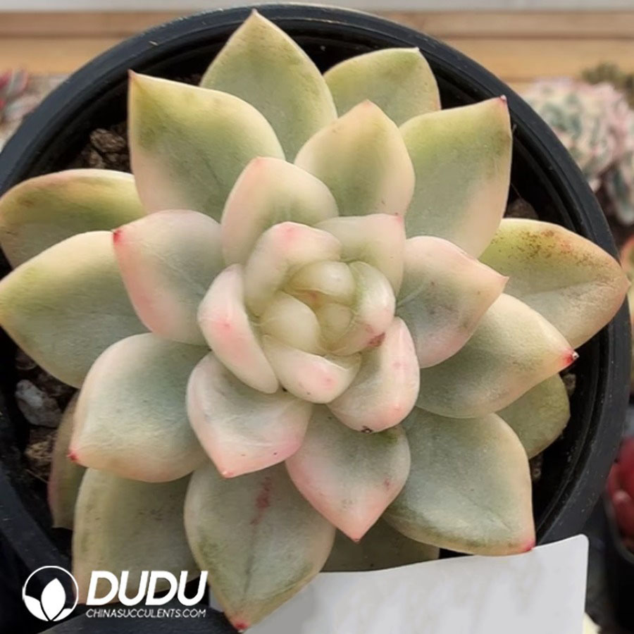 10371D70.jpg Echeveria Ice Moon Variegated Single head - Image 1