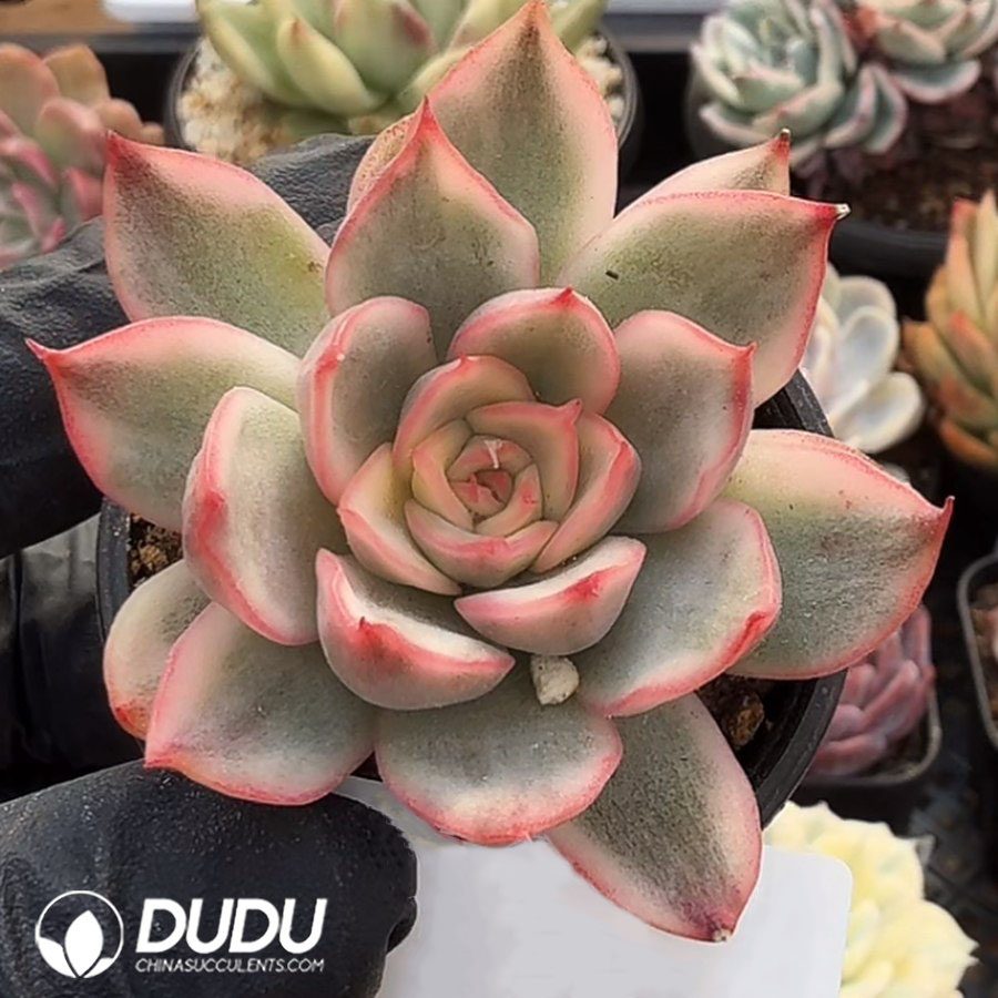 10372D60.jpg Echeveria Phoenix Variegated - Image 1