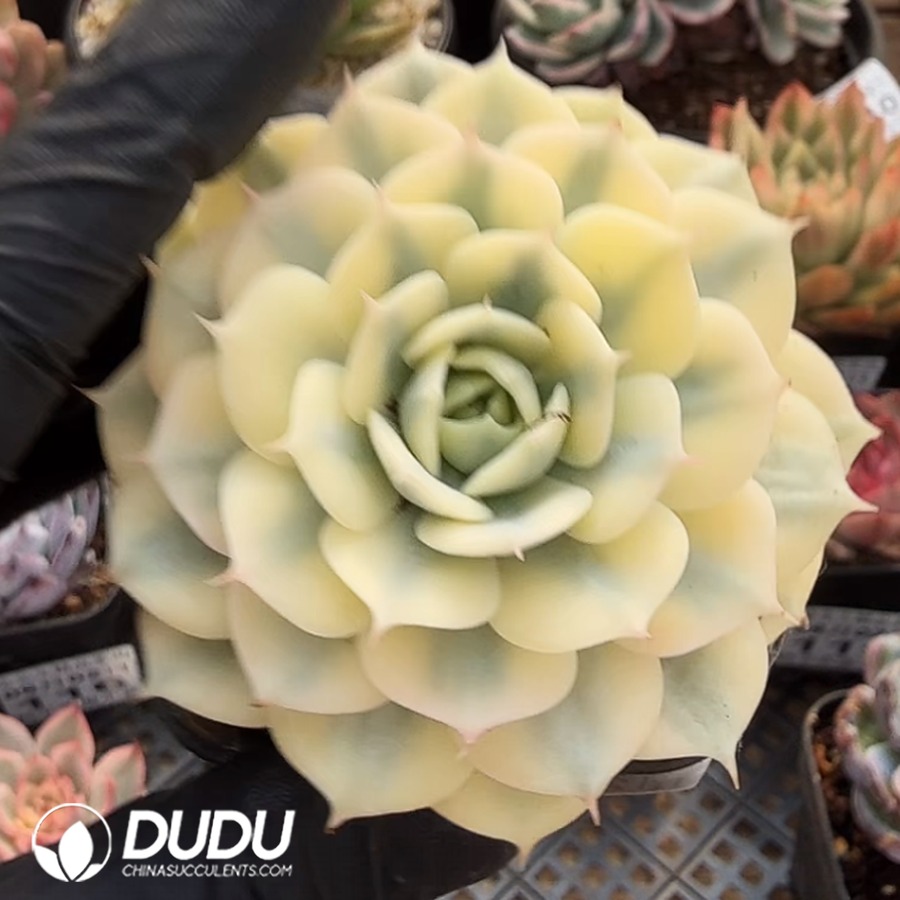 10373D80.jpg Echeveria 'Blue Elf' Variegated - Image 1