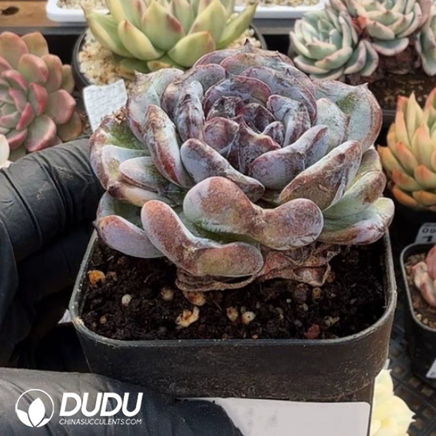 10374D70.jpg Echeveria 'Black Orange' monstrose - Image 1
