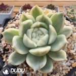 Echeveria White Rose Variegated