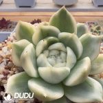 Echeveria White Rose Variegated - Image 2