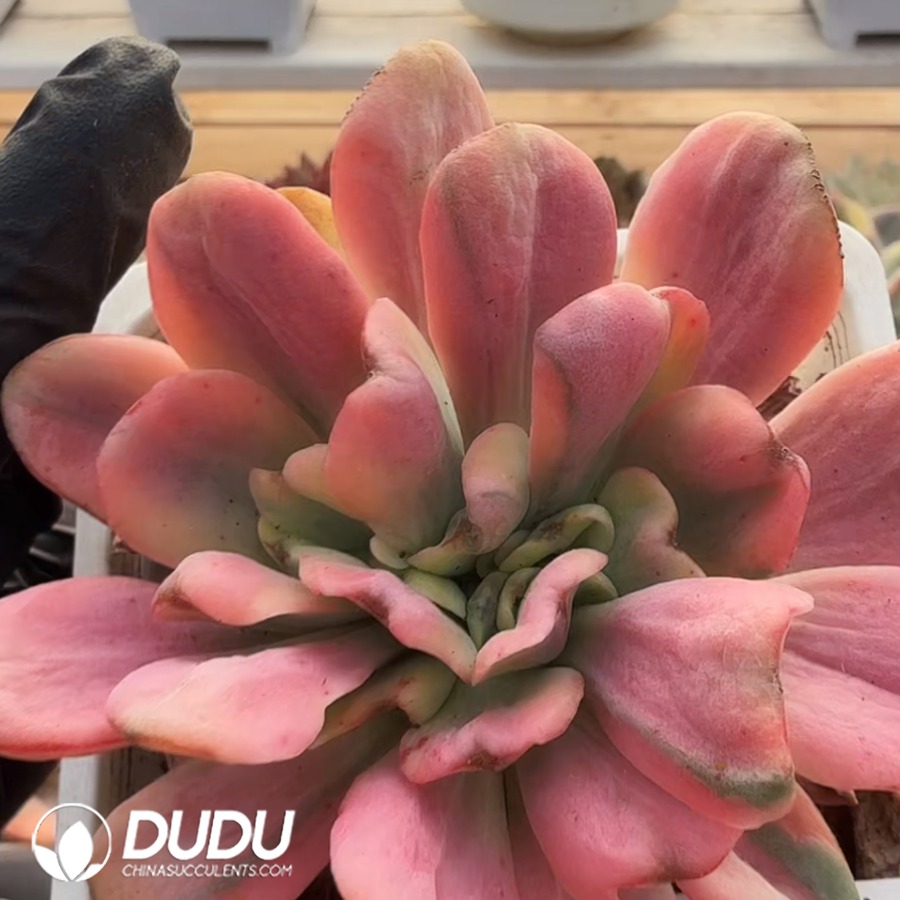 10376D90.jpg Echeveria 'Unknown' Variegated Clustering - Image 1