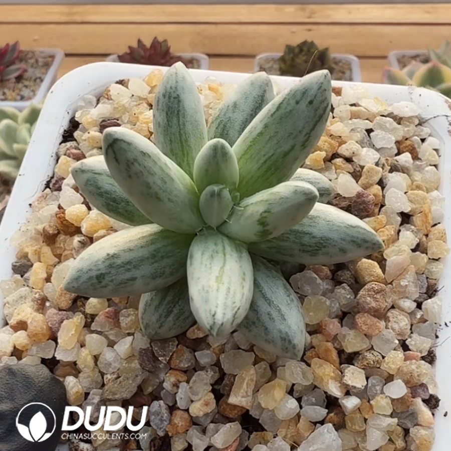 10377D60.jpg Pachyphytum compactum 'White Variegata' - Image 1