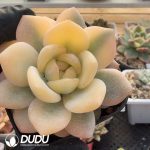 Echeveria Orange Monroe Variegated Single Head