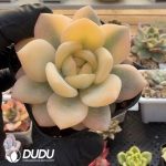 Echeveria Orange Monroe Variegated Single Head - Image 2