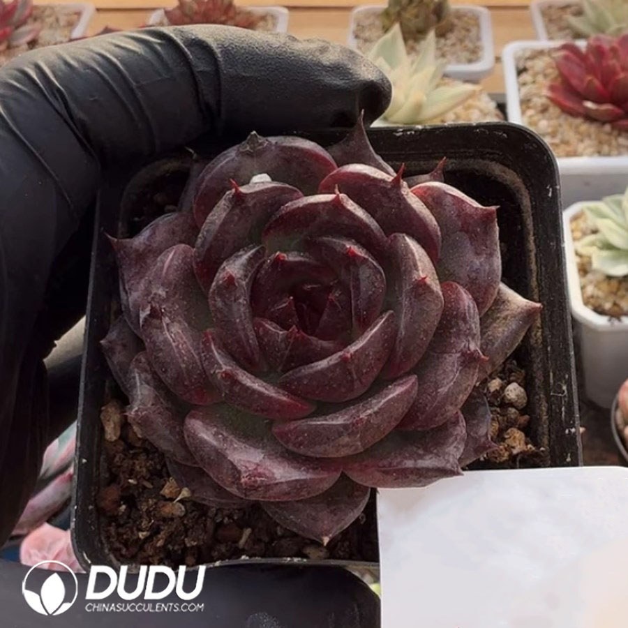 10379D60.jpg Echeveria 'Black Swan' - Image 1